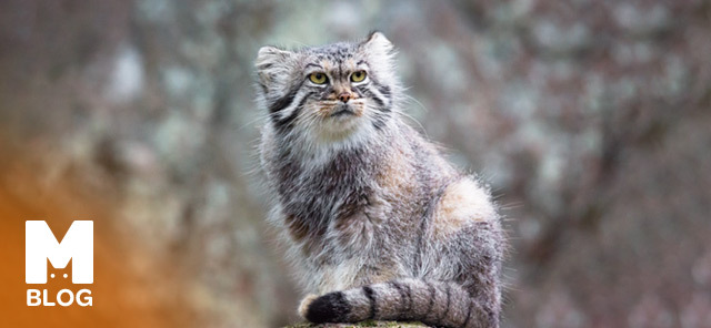 Pallas Cinsi Kedi Özellikleri ve Bakımı