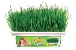Quik Kendi Kutusu İçinde Büyüyen Kedi Çimi