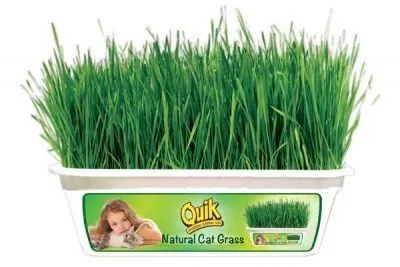 Quik Kendi Kutusu İçinde Büyüyen Kedi Çimi - 1