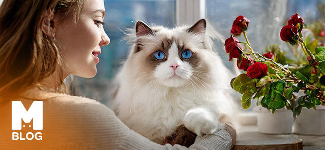 Ragdoll Kedisi Bakımı ve Özellikleri