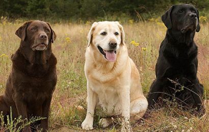 Retriever Köpek Irkları