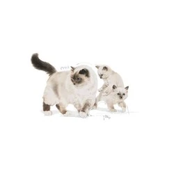 Royal Canin BabyCat Instinctive Yavru Kedi Maması 195 Gr X 12 Adet - 4