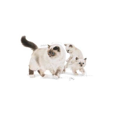 Royal Canin BabyCat Instinctive Yavru Kedi Maması 195 Gr X 12 Adet - 4