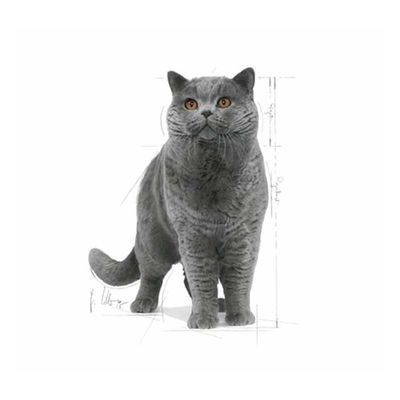 Royal Canin British Shorthair Kedi Maması 10 KG - 2