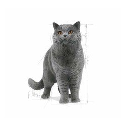Royal Canin British Shorthair Kedi Maması 4 KG - 4