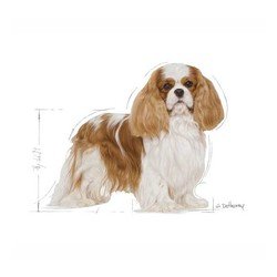 Royal Canin Cavalier King Charles Köpek Maması 3 KG - 2