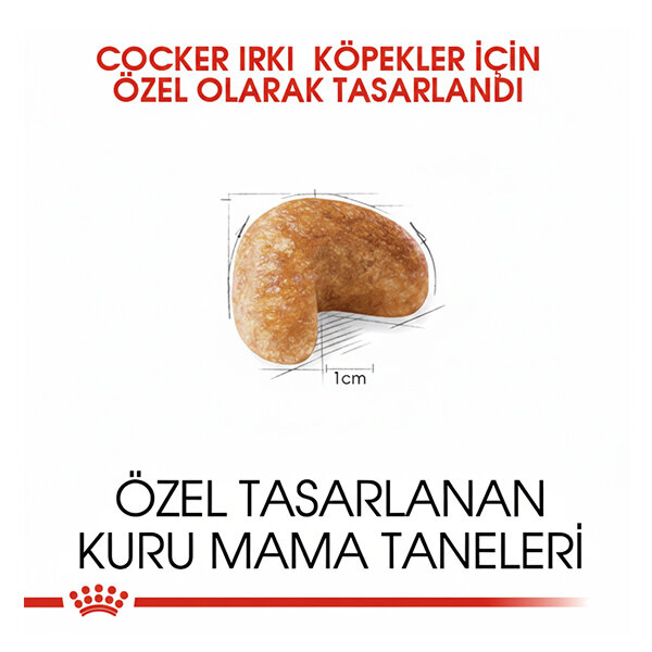 Royal Canin Cocker Köpek Maması 3 KG - 2