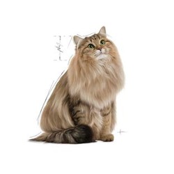 Royal Canin Digest Sensitive Pouch Yaş Kedi Maması 85 GR - 2