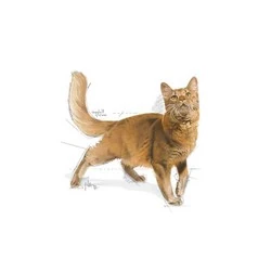 Royal Canin Fit 32 Kedi Maması 10 KG - 2