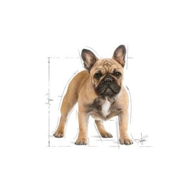 Royal Canin French Bulldog Köpek Maması 3 KG - 2