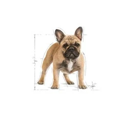 Royal Canin French Bulldog Yavru Köpek Maması 3 KG - 3