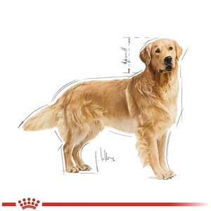 Royal Canin Golden Retriever Köpek Maması 12 KG - 4