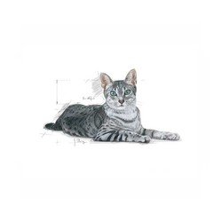 Royal Canin İndoor Kedi Maması 2 KG - 3
