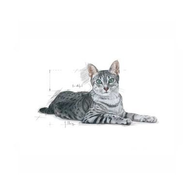 Royal Canin İndoor Kedi Maması 2 KG - 3