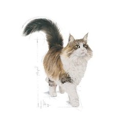 Royal Canin İnstinctive Gravy Kedi Yaş Maması 85 GR - 2
