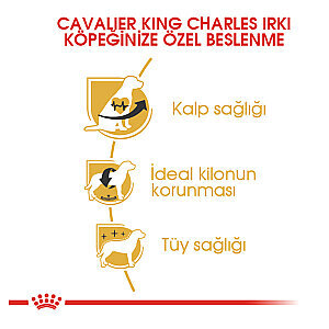 Royal Canin Cavalier King Charles Köpek Maması 1.5 kg - 3
