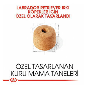 Royal Canin Labrador Retriever Köpek Maması 12 Kg - 2