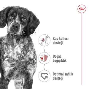 Royal Canin Medium Adult Yaş Köpek Maması 140 gr - 4