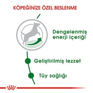 Royal Canin Mini Adult Köpek Maması 4 KG - 4