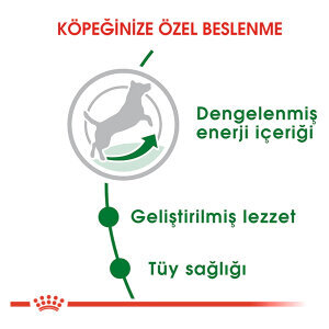Royal Canin Mini Adult Köpek Maması 4 KG - 3