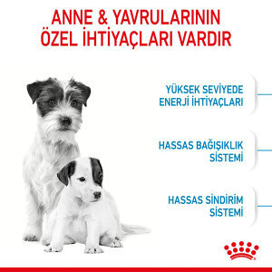Royal Canin Mini Starter Köpek Maması 4 Kg - 2