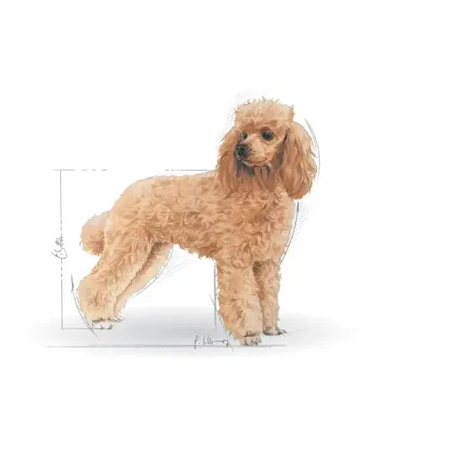 Royal Canin Poodle Yaş Maması 85 gr*12 Adet - 3