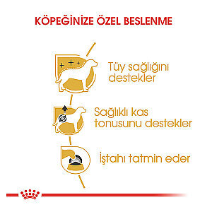 Royal Canin Poodle Yaş Maması 85 gr*12 Adet - 4