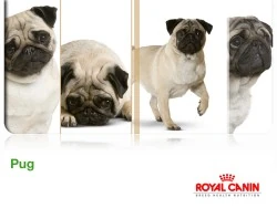 Royal Canin Pug Köpek Maması 1.5 KG - 3