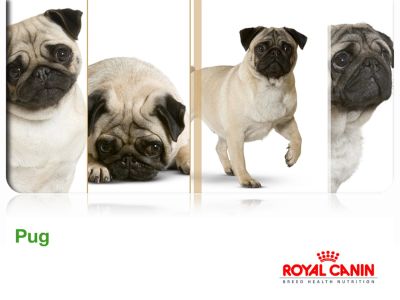 Royal Canin Pug Köpek Maması 1.5 KG - 3