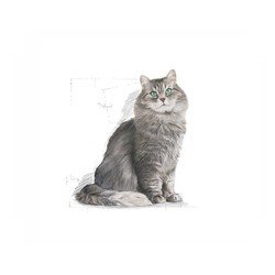 Royal Canin Sensible 33 Hassas Sindirim Sistemli Kediler İçin Yetişkin Kedi Maması 2 KG - 2