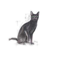 Royal Canin Sterilised Kısırlaştırılmış Kedi Maması 10 KG - 4