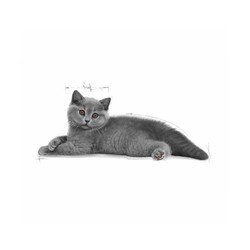 Royal Canin British Shorthair Yavru Kedi Maması 2 KG - 2
