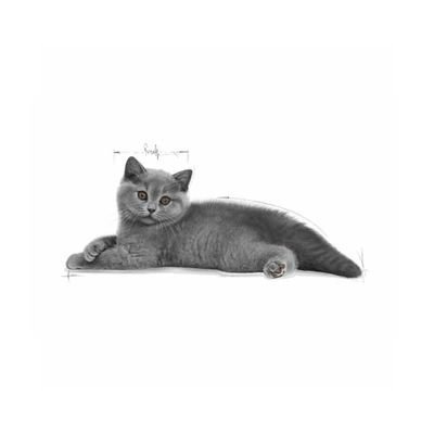 Royal Canin British Shorthair Yavru Kedi Maması 2 KG - 2