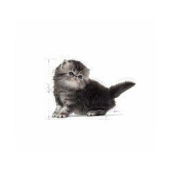 Royal Canin Kitten Persian Yavru Kedi Maması 2 KG - 2