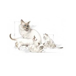 Royal Canin Yavru Kedi Süt Tozu 300 GR - 2