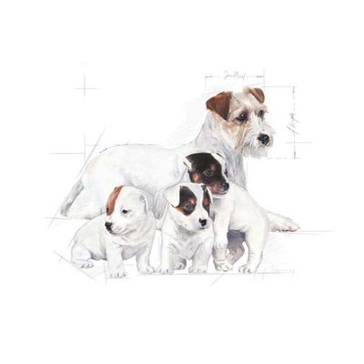 Royal Canin Yavru Köpek Süt Tozu 400 Gr - 2