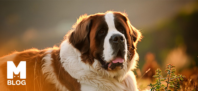 Saint Bernard Köpek Irkı Özellikleri ve Bakımı