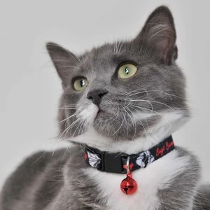 BUGS BUNNY  BOYUN TASMASI 1 CM SİYAH - 4