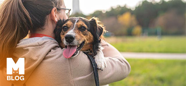 Servis Köpeği Nedir?