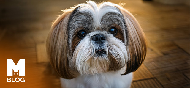 Shih Tzu (Şitsu) Köpek Irkı ve Özellikleri