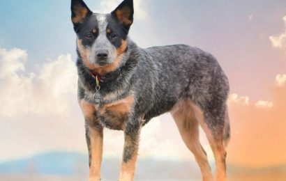 Sığır Köpeği Irkları