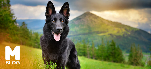 Siyah Köpek Cinsleri