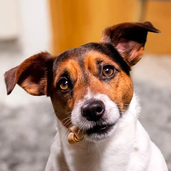 SmartBones Tavuklu ve Tatlı Patatesli Mini Köpek Ödül Kemiği 8 Adet 128 Gr - 5