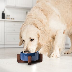 Tigres Boyun Destekleyici Seramik Mama ve Su Kabı Mavi - 3