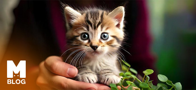 Sütten Kesilmiş Yavru Kedi Bakımı