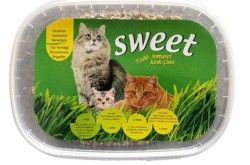 Sweet Kedi Çimi