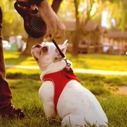 TailPetz Köpek Yeleği Kırmızı Large - 3