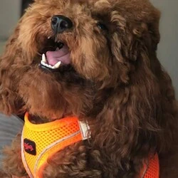 TailPetz Köpek Yeleği Turuncu Medium - 2