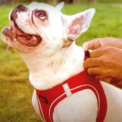 TailPetz Köpek Yeleği Kırmızı Medium - 3