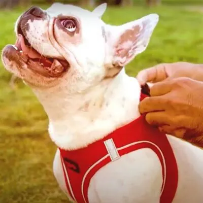 TailPetz Köpek Yeleği Mavi Small - 7